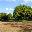 Buffer zone between organic and conventional mango plantings.