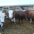 Cattle in saleyards