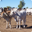 Brahman calves in the northern rangelands