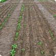 Variable emergence between and within seeding rows