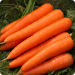 Western Australian carrots