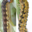  Caterpillar up to 40 millimetres long usually with a dark streak along its body