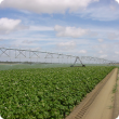 Centre pivot irrigation system watering a potato crop