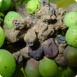 A bunch of grapes infected with botrytis cinerea, with some berries turning purple and others with grey fungal growth extruding from the berry