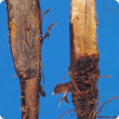 Stem and taproot interior (left) have an ash-grey discolouration