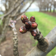Lappin cherry, almost at green bud stage