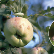 codling moth affected apples and moth