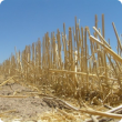 Crop stubble is a valuable on-farm resource, particularly for mixed enterprise farmers