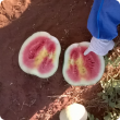 Watermelon infected with the virus, cut in half with yellow patches in flesh