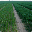 Less vigourous often nitrogen deficient plants on compacted soil.