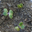 Weak seedlings with pale cotyledons