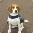 A beagle detector dog called Boston