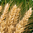 Wheat in paddock