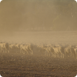 Sheep in dry conditions will require supplementary feeding to protect the environment and their well being.