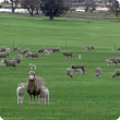 Merino ewe with poll dorset twins in a paddock.