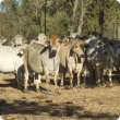 Fertility-selected Brahman herd on the Ord-Victoria plain.