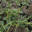 Seedlings rapidly become distorted after spray contact