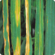 Straw or brown colour spots surrounded by a yellow water-soaked halo than may resemble septoria 