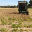 Small plot harvester harvesting a lupin crop sown over dormant subtropical perennial grasses.
