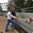 Inspecting sheep on farm.
