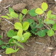 Pale green to intense yellow new leaves that contrast with healthy green old leaves