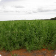 Kaspa field pea crop in the Mingenew area 2009