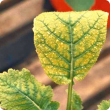 Younger leaves develop interveinal paleness/yellowing, but veins remain green 