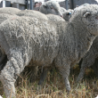 A mob of sheep has been yarded with the closest sheep having visible areas of pulled wool over the entire fleece but very apparent in the flank area.
