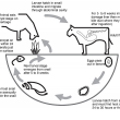 The life cycle of the liver fluke starts when the sheep or cow eat cysts on pasture. The flukes develop and eggs pass out and make their way into streams where the larvae invade a host snail and the next larval stage migrates onto the pasture.