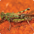 Adults up to 40mm long with black spot on tip of clear hindwing, 'X' shaped mark behind head and red shanks of hind legs