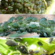 Green peach aphid (top), bluegreen aphid (centre), cowpea aphid (below) 