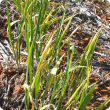 Plants infected as seedlings are spindly with multiple tillers
