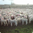 lambs at marking