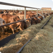 Cattle feed lot NBF