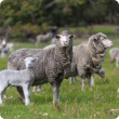 A new Department of Agriculture and Food lamb survival project, and a ramped up 100%+ Club, will provide recognition and support for sheep producers wanting to lift their outputs.