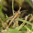 Regional landholders, particularly in eastern and southern parts of the grainbelt, are advised to inspect properties for locust activity and prepare to implement control activities during spring. Pictured is a fourth instar locust (hopper).