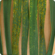 The Department of Agriculture and Food tests demonstrated an increased risk of wheat rust in popular varieties(L to R) Bonnie Rock, Carnamah, Cobra, Corack, Emu Rock, Fortune, Mace, Magenta, Wyalkatchem.  Varieties Carnamah, Cobra, Fortune and Magenta rem