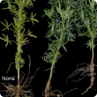 Paler plants with fewer or inactive root nodules