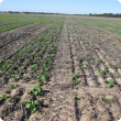 Low plant density in Salmon gums trial