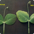 Middle leaf yellow marginal necrosis on dun-type pea 