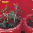 Affected plants are smaller and often darker 