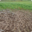 Poor weed and pea germination due to wet saline soil