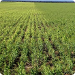 Sprayed plants rapidly become pale