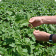 Selecting potato petioles in the field to be used in analysis