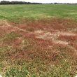 Subterranean clover red leaf syndrome as caused by Soybean dwarf virus