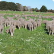 A mob of prime lambs grazing a clover based pasture