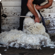 Merino shearing