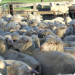 Sheep in yards
