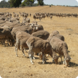 Trail feeding of ewes in late summer on dry pasture.