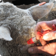 Vaccination of a sheep high on the neck behind the ear.